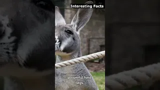 ✅ 3 Interesting Facts about Kangaroos