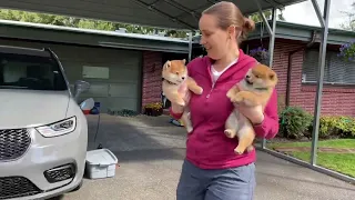 Shiba Inu Puppies