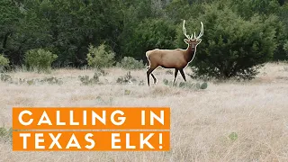 BUGLE BATTLE l Elk Hunting in Texas 2019