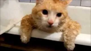 Пичалька: Кот Тима прыгает в ванной
