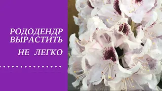 РОДОДЕНДРОН - ВЫРАСТИТЬ НЕ ПРОСТО !НАДО ЗНАТЬ ГЛАВНОЕ!!!