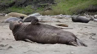 Elephant Seals at Drakes Beach