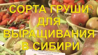 Сорта груши для выращивания в Сибири