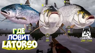 Русская рыбалка 4.🎣🦈 р. Волхов 🐋🐋🐋💦 ГДЕ ЛОВИТ LATORSO 👀