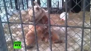 The Russian response kung fu-Panda