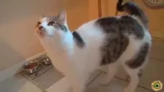 Смешные коты!!! ,кошачий рэп, Funny cats, Прикольные, ржачные,веселые коты,кошки ,котята