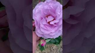 Роза «Лав Сонг» лавандовая красотка🥀 Каталог rozi-yulii.ru🥀 #саженцыроз #розывсаду #растения