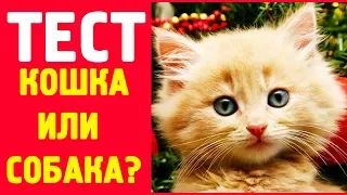 Кто ты по характеру - КОШКА или СОБАКА? | Интересный тест на характер