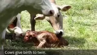 The Birth of Twin Baby Cow.