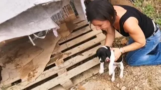 Puppies was found alone and scared. Separated from their mum for ever.