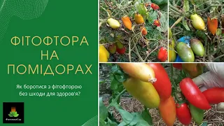 Забудьте про фітофтору на помідорах! Без шкоди для здоровя!  З хімією та без неї.