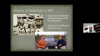 Bobwhite Quail: Bringing Back an Iconic Maryland Bird