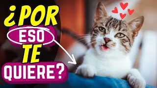 🥰 13 Pequeños Gestos Por Los Que Tu Gato Te Ama