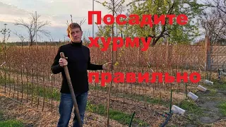 Три главных правила посадки хурмы.