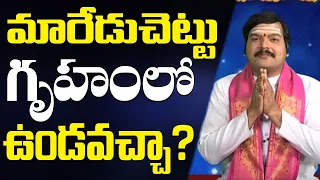 మారేడుచెట్టు గృహంలో ఉండవచ్చా | maredu chettu intlo undocha | Pooja TV Telugu