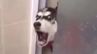 Husky singing Chop Suey