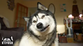 Husky Gets Distracted On His Toast Mission...