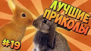 ЛУЧШИЕ ПРИКОЛЫ #19 МИЛЫЕ ЖИВОТНЫЕ