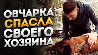 Собака спасла парня