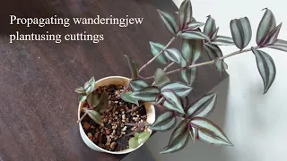how to propagate wandering jew plant from cuttings #wanderingjew