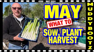 🌻350 🌻 SEEDS TO SOW AND PLANT IN MAY 🌻 LEEK HARVEST