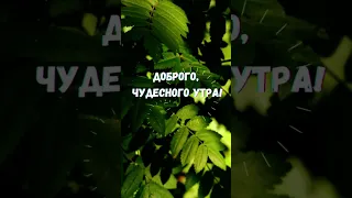 Доброго и чудесного утра!