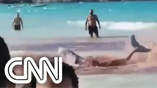 Baleias encalham em praia de Arraial do Cabo e banhistas confundem com ataque de tubarão | LIVE CNN