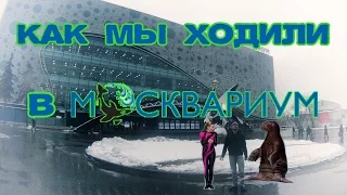 Москвариум на ВДНХ: как мы смотрели шоу с косатками и дельфинами. Март 2016.