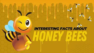 Amazing Facts about Honey Bees | Honey Bee Facts for Kids | How do Honey Bees make Honey