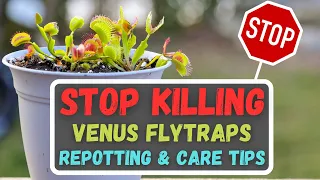 Repotting A Venus Flytrap + Walmart Venus Flytrap Care Tips + Common Venus Flytrap Misconceptions!