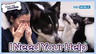 Mom, I Need Your Help [Dogs are incredible : EP.205-3] | KBS WORLD TV 240206
