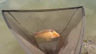 Carp fishing at Todber Manor, Willow Bank.