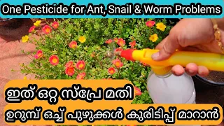 Homemade Pesticide to Avoid Ants, Snails & Worms | ഉറുമ്പ്  ഒച്ച്  ഇല കുരുടിപ്പ്  മാറാൻ ജൈവകീടനാശിനി