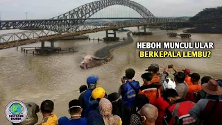 Bukti Nyata Ular Lembu Sungai Mahakam Masih Hidup! Nelayan Menjumpai Ular Berkepala Sapi