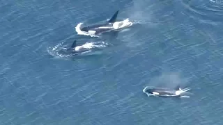 Cute moment: Orcas spraying water spotted swimming off the coast of Seattle