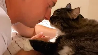 Cute CATS Show Gestures of Love Will Make You Literally Melt - Cat Shows Love To Owner