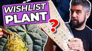 Ecuagenera WISHLIST Plant UNBOXING! + How to Order & Rehab New Imports