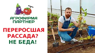 ПЕРЕРОСШАЯ РАССАДА - НЕ БЕДА! ОСНОВНЫЕ ПРАВИЛА ПОСАДКИ