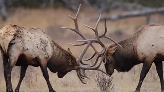 Wildlife Photography - Best Elk Fights with sound-Jackson Hole/Grand Teton National Park/Yellowstone