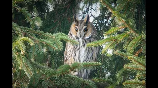 Uszatka (Asio otus)/Long-eared owl