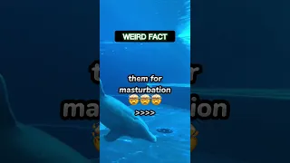 Dolphins cut off the heads of smaller fish and use…|#psychologyfacts #shorts #weird