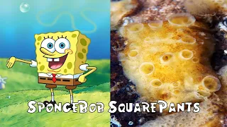 SpongeBob SquarePants Characters in Real Life 2023