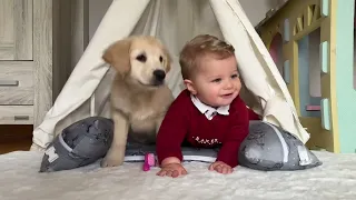 Adorable Golden Retriever Puppy Makes Baby Cry But Says Sorry! (Cutest Ever!!)