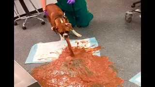 Cão come Chocolate e Depois de Farra Vomita. Que Nojo, Não Veja!