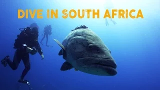 Dive South Africa