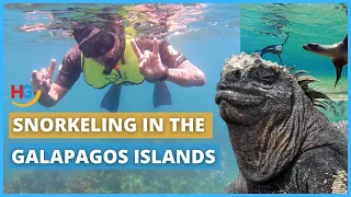 Snorkeling in the Galapagos islands | Which Galapagos Animals Can You See Underwater?