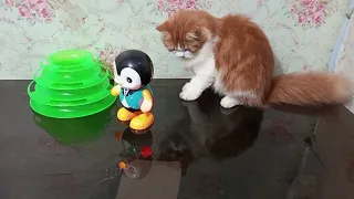 Cat Reaction to Playing toy Funny Cat toy Reaction Compilation