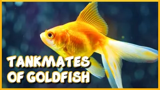 Top 10 Tankmates of Goldfish