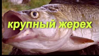 ЖЕРЕХ ПРОСТО ГИГАНТ!! ВЫ НЕ ПОВЕРИТЕ НА ЧТО КЛЮЕТ ЖЕРЕХ!! РЫБАЛКА ВО ФРАНЦИИ.  RIESIGE RAPFEN.