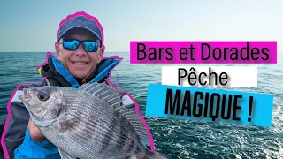 PECHE de BAR et DORADE GRISE en Normandie : une journée de pêche REUSSIE